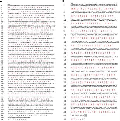 Identification of SF-1 and FOXL2 and Their Effect on Activating P450 Aromatase Transcription via Specific Binding to the Promoter Motifs in Sex Reversing Cheilinus undulatus